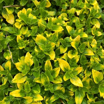Origanum vulgare 'Gold Tip' – Oregánó