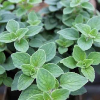 Origanum vulgare 'Hot and Spicy' – Oregánó, szurokfű