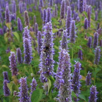 Agastache foeniculum – Ánizs izsóp