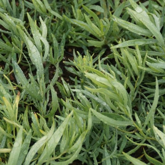 Artemisia dracunculus 'Baden-Baden' – Tárkony