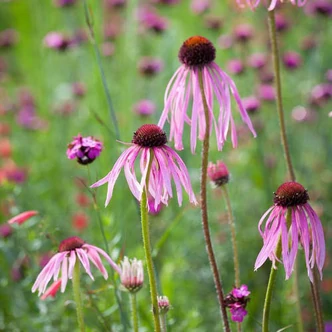 Echinacea pallida – Halvány kasvirág