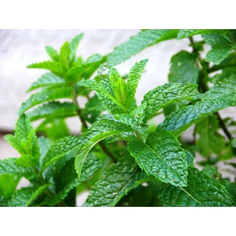 Mentha spicata 'Moroccan' - Marokkói menta Mentha spicata 'Moroccan' - Marokkói menta