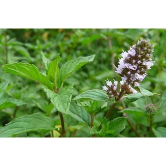 Mentha x piperita - Borsmenta Mentha x piperita - Borsmenta