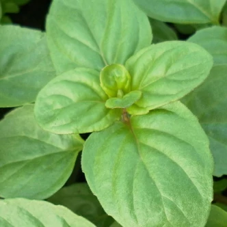 Mentha × piperita f. citrata 'Basil Mint' – Borsmenta Mentha × piperita f. citrata 'Basil Mint' – Borsmenta