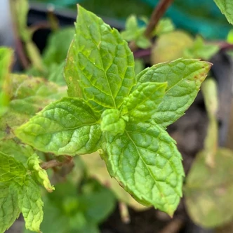 Mentha 'Dionysos' – Menta Mentha 'Dionysos' – Menta