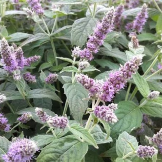 Mentha longifolia 'Buddleia' – Lómenta Mentha longifolia 'Buddleia' – Lómenta