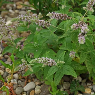 Mentha longifolia – Lómenta Mentha longifolia – Lómenta