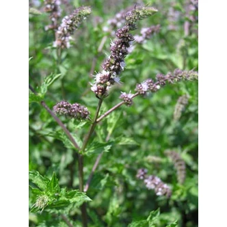 Mentha spicata var. crispa (syn.: Mentha crispa, Mentha spicata 'Crispa') - Fodormenta, kerti menta, köményes menta