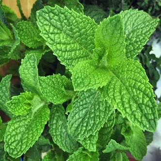 Mentha spicata – Zöld menta Mentha spicata – Zöld menta
