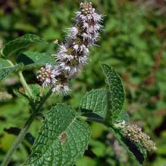 Mentha x rotundifolia – Egyiptomi menta Mentha x rotundifolia – Egyiptomi menta