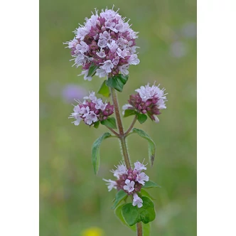 Origanum vulgare - Oregánó