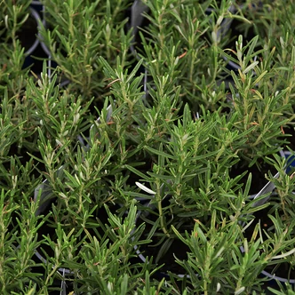 Rosmarinus officinalis - Rozmaring