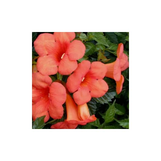 Campsis tagliabuana 'Madame Galen' - Trombitafolyondár (sötétnarancs, óriás virág) Campsis tagliabuana 'Madame Galen' - Trombitafolyondár (sötétnarancs, óriás virág)