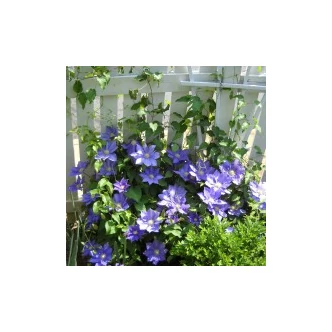 Clematis 'H. F. Young' - Iszalag (kék, szimpla vagy féltelt, nagyvirágú)