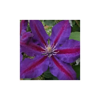 Clematis 'Julka' - Iszalag (nagy, sötétlila virágú, bíbor csíkokkal)