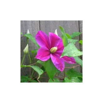 Clematis 'Sunset' - Iszalag (szimpla rózsaszín, piros csíkokkal)