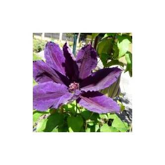 Clematis 'Wildfire' - Iszalag (sötétlila virágú, bíbor csíkokkal)