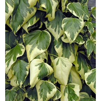 Hedera colchica 'Dentata Variegata' - Fehér-tarka levelű borostyán