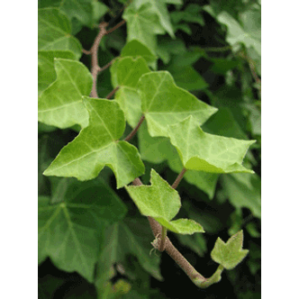 Hedera helix - Borostyán