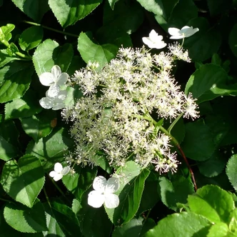 Hydrangea anomala subsp. petiolaris (syn.: Hydrangea petiolaris) – Kúszó hortenzia Hydrangea anomala subsp. petiolaris (syn.: Hydrangea petiolaris) – Kúszó hortenzia