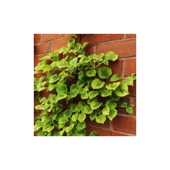 Hydrangea anomala subsp. petiolaris (syn.: Hydrangea petiolaris) 'Miranda' - Kúszó hortenzia