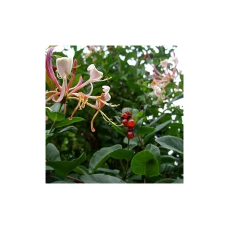 Lonicera x heckrottii  'American Beauty' - Lila-narancssárga virágú futólonc Lonicera x heckrottii  'American Beauty' - Lila-narancssárga virágú futólonc