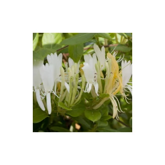 Lonicera japonica 'Halliana' - Japán futólonc