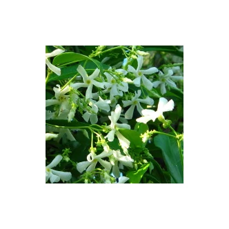 Trachelospermum jasminoides - Fehérvirágú csillagjázmin