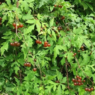 Ampelopsis aconitifolia – Tarka levelű vadszőlő