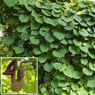 Aristolochia macrophylla – Pipavirágú farkasalma