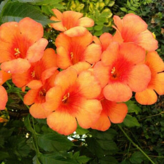 Campsis radicans 'Orange Dream' – Narancssárga virágú trombitafolyondár