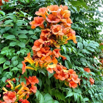 Campsis radicans – Trombitafolyondár Campsis radicans – Trombitafolyondár