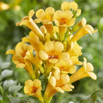 Campsis x tagliabuana 'Summer Jazz Gold Trumpet Cree' – Trombitafolyondár