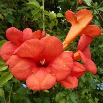 Campsis x tagliabuana 'Guilfoylei' – Trombitafolyondár