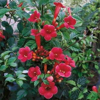 Campsis radicans 'Flamenco' - Trombitafolyondár (piros)