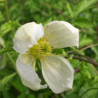 Clematis 'Anita' – Iszalag