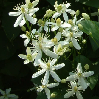 Clematis mandshurica – Mandzsu iszalag