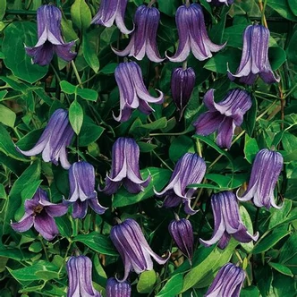 Clematis 'Rooguchi'® – Iszalag