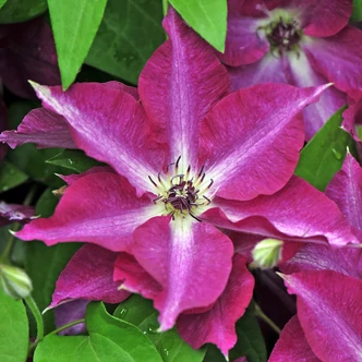 Clematis 'Viva Polonia'® – Iszalag