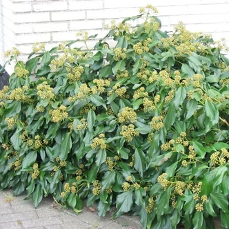 Hedera colchica 'Fall Favourite' – Borostyán