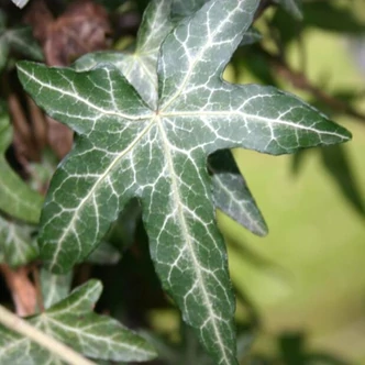 Hedera helix 'Pedata' – Borostyán