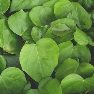 Hedera colchica 'Dentata' – Borostyán