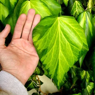 Hedera colchica 'Sulphur Heart' – Tarka levelű kaukázusi borostyán