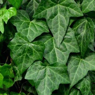 Hedera helix 'Białystok' – Borostyán