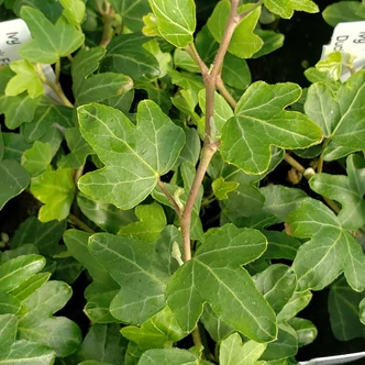 Hedera helix 'Duckfoot' – Borostyán