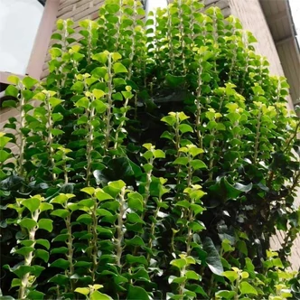 Hedera helix 'Erecta' – Borostyán