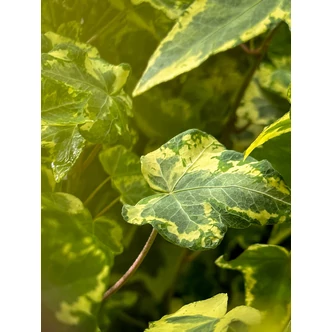 Hedera helix 'Golden Kolibri' – Borostyán