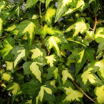 Hedera helix 'Gold Heart' – Sárga-tarka, apró levelű borostyán Hedera helix 'Gold Heart' – Sárga-tarka, apró levelű borostyán