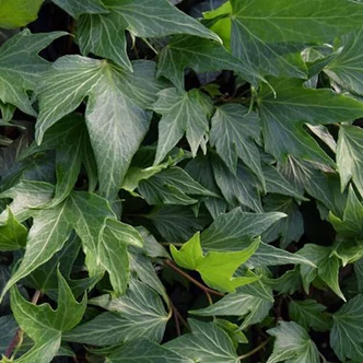 Hedera helix 'Green Ripple' – Közönséges borostyán