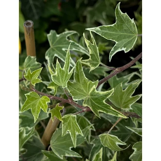 Hedera helix 'White Ripple' – Borostyán